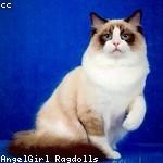 Barrett Willms Profile Picture